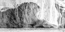 © Philip Plisson / Plisson La Trinité / AA39982 Whale tail in Disco Bay - Photo Galleries - Black and white